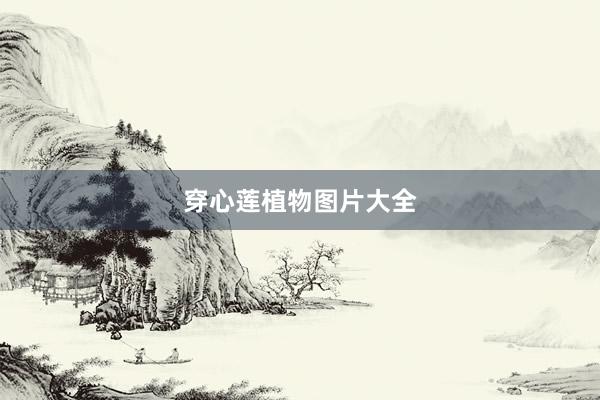 穿心莲植物图片大全